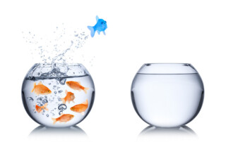 Poisson bleu stratégie océan bleu